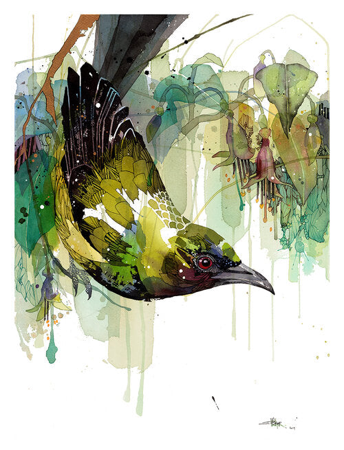 B02 Native Fuchsia, Bellbird Beauty — Korimako