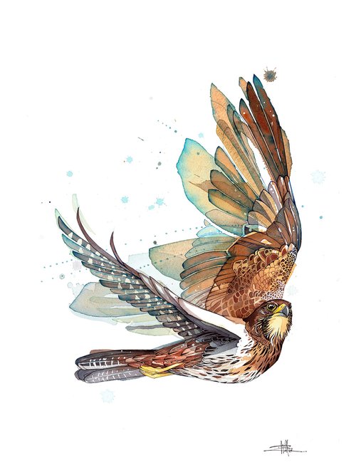 B09 Falcon Patrol - Kārearea Lookout