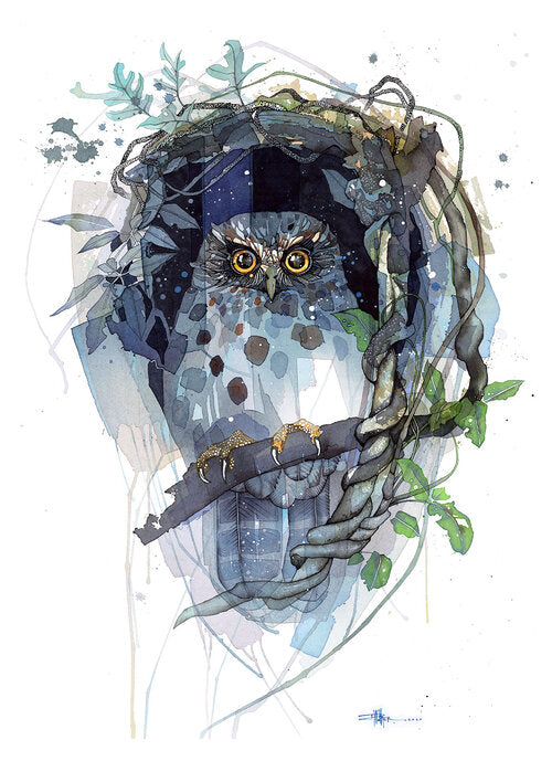 B14 Morepork Moonlight