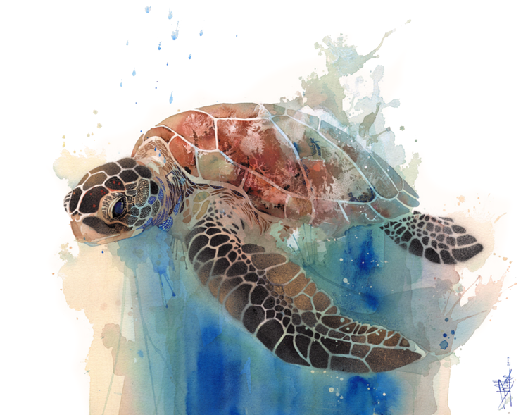 M Sea Turtle