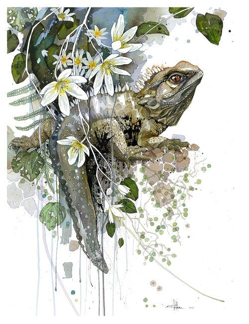 T Tuatara & White Clematis
