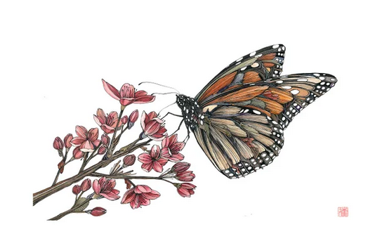 Chowcho – Monarch Butterfly