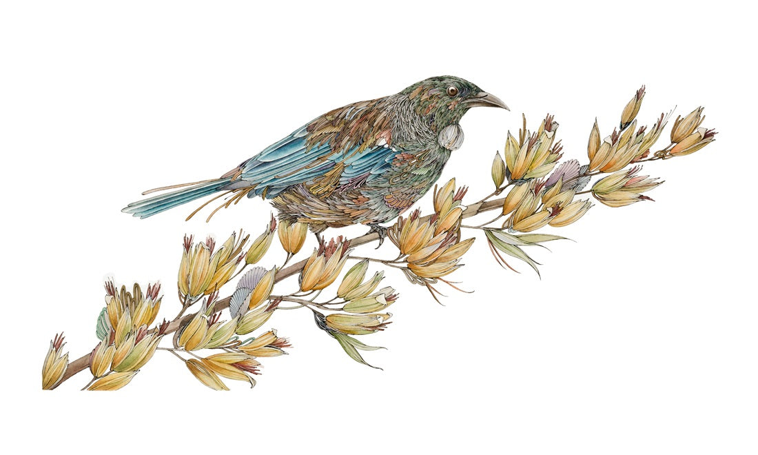 Kachow – Tui in Flowering Harekeke