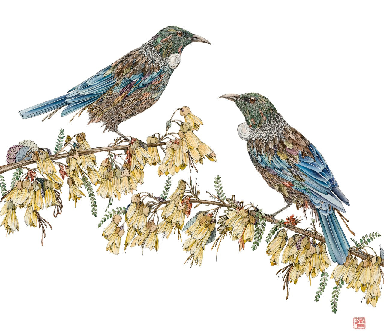 Tsugai Ni – Two Tui in Kowhai