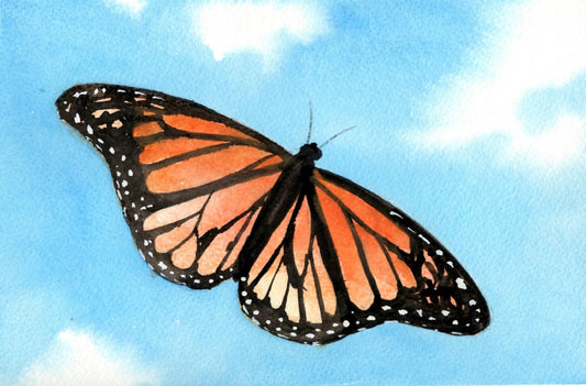 m10 Monarch Butterfly & Bluesky