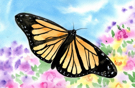 m11 Monarch Butterfly in he Bloom