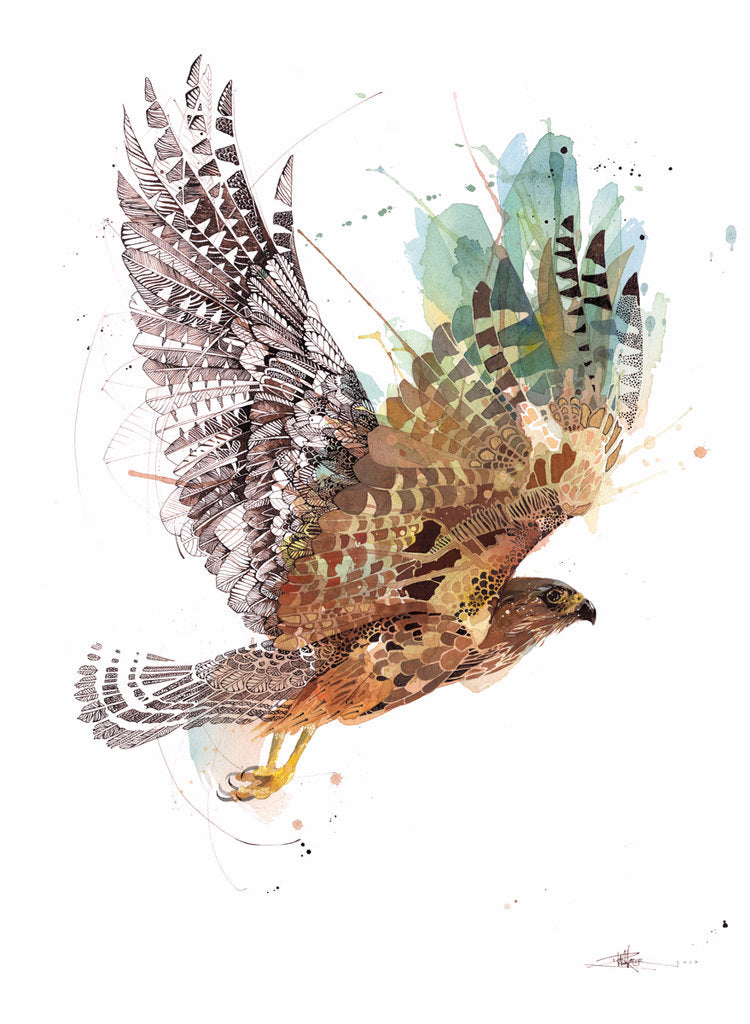 Autumn Falcon - Kārearea
