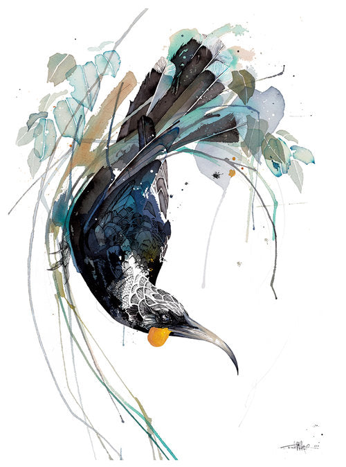 B05 Huia Fade