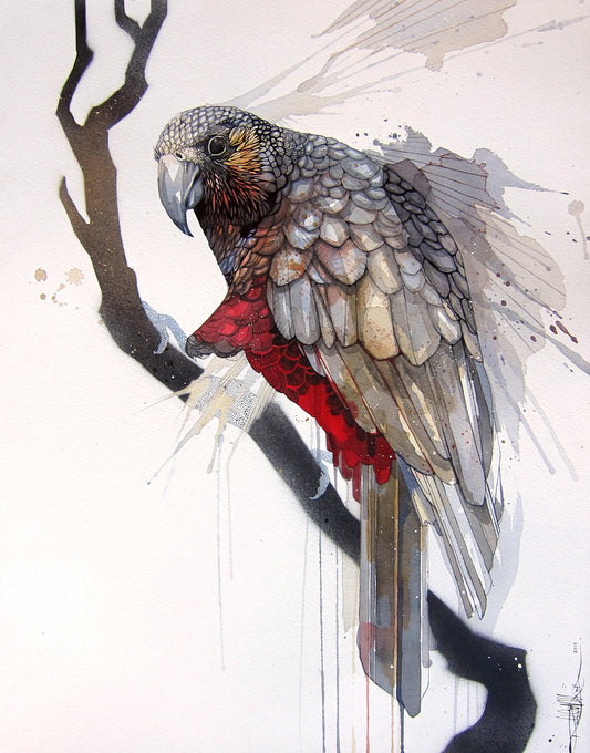 B08 Kākā Trois