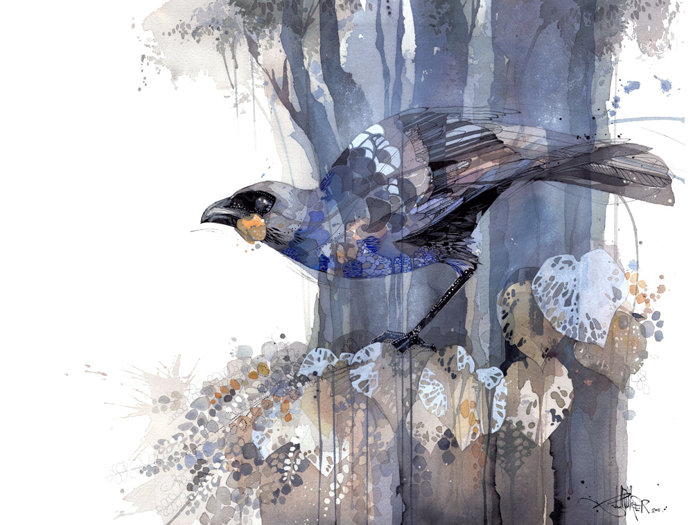 B18 Grey Ghost - South Island Kōkako