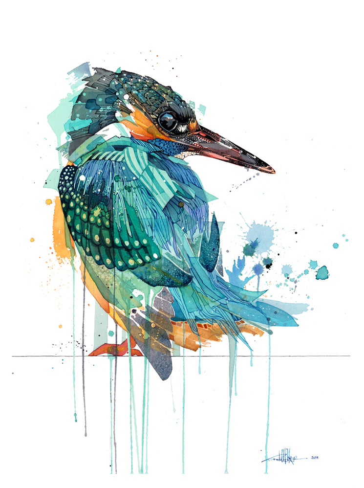 Salty Kingfisher - Kōtare