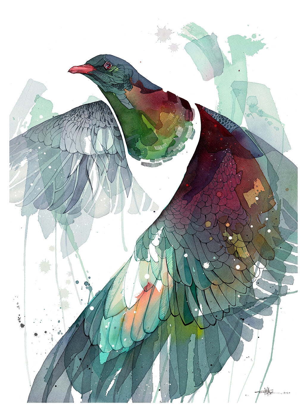 Watercolour Wing, Kererū In Flight