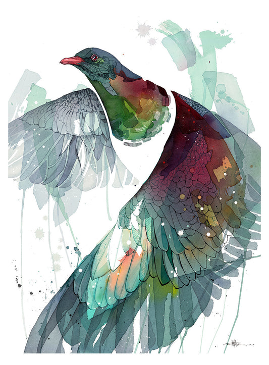B06 Watercolour Wing, Kererū In Flight