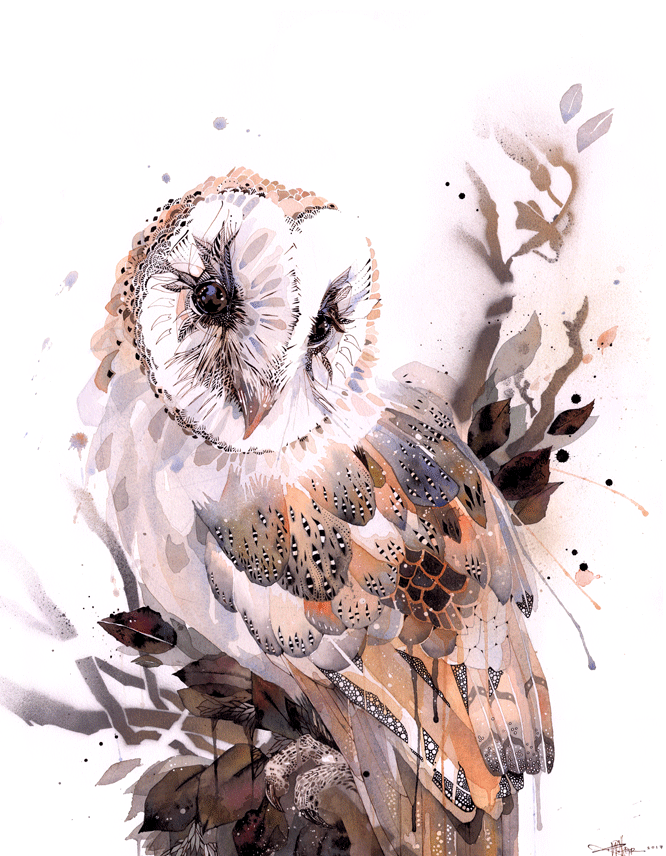 B14 Barn Owl Gaze