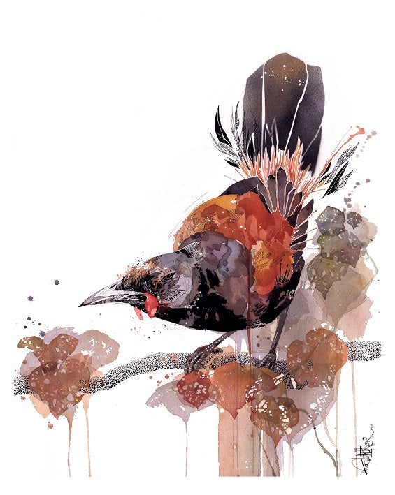 B15 Saddleback - Tīeke