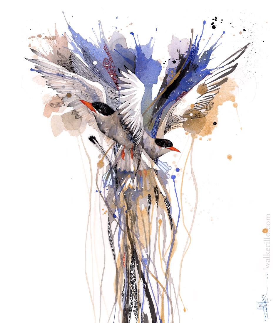 B17 Black-Fronted River Tern - Trapirohe