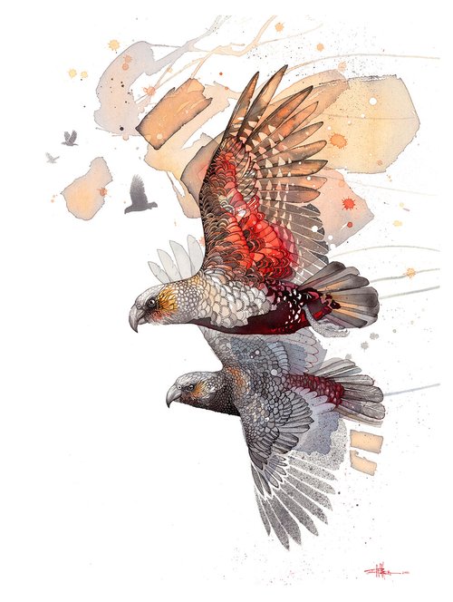 B08 Sunset Flight - Kākā