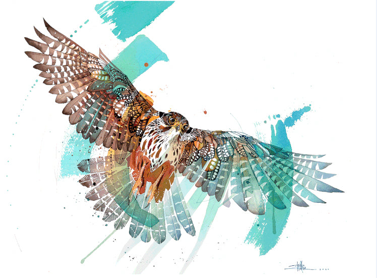 B09 Blue Sky Falcon - Kārearea