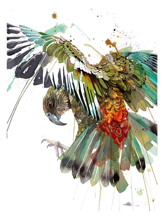 Colour Burst Kea